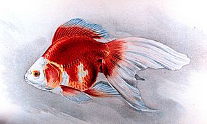 Ryukin goldfish plate
