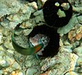 Saddle Wrasse are feeding on sea urchin in Kona
