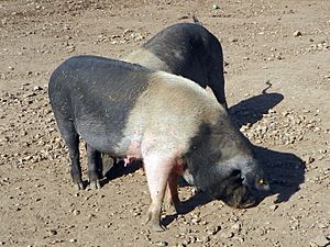 Saddleback pigs (8125345518).jpg