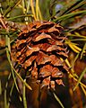 Scrub Pine Pinus virginiana Cone Closeup 2000px