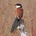 Senegal coucal (Centropus senegalensis senegalensis)