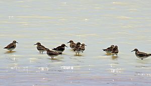 Sharp-tailed sandpipers