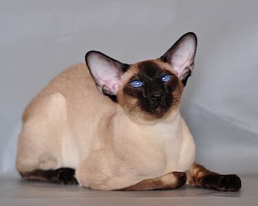 Siamese cat