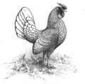 Silver Sebright - Standard of Perfection 1905
