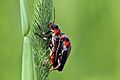 Soldier beetle (Cantharis fusca) mating P