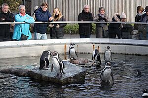 Spheniscus humboldti & Homo sapiens (54906469408)