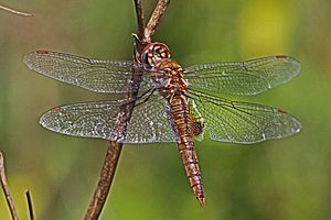 Spot-winged Glider - Pantala hymenaea, Bles Park, Ashburn, Virginia - 7680788092