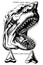 An illustration of a shark head (sideview). Visible are wrinkles and an exaggerated nose and eyes, and at the bottom are two individual drawings of shark teeth