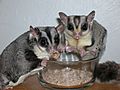 Sugar Gliders eating Mealworms