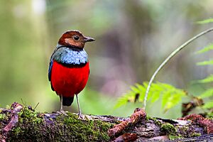 Sulawesi Pitta from North Sulawesi.jpg