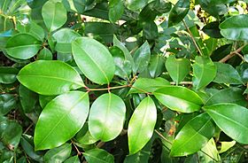 Syzygium crebrinerve - leaves