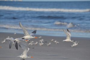 Terns take flight at Pleasure Island