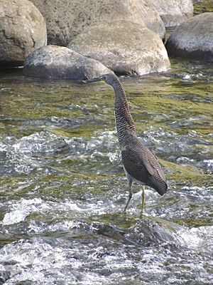Tigrisoma fasciatum, hunting in Costa Rica