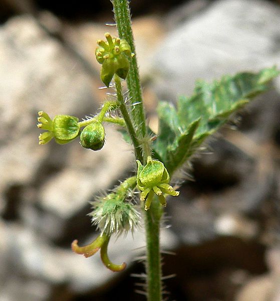 Tragia ramosa 4