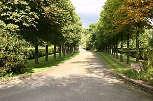 Tree lined drive to Woodside - geograph.org.uk - 555506