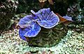 Tridacna maxima 2