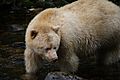 Ursus americanus kermodei, Spirit Bear Lodge, Klemtu, BC 1.jpg