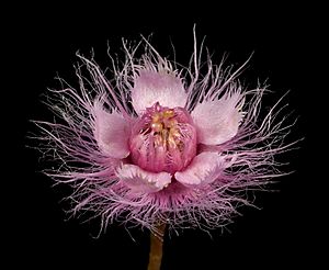 Verticordia insignis subsp. compta - Flickr - Kevin Thiele