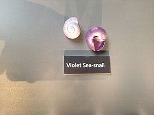 Violet Sea-Snail