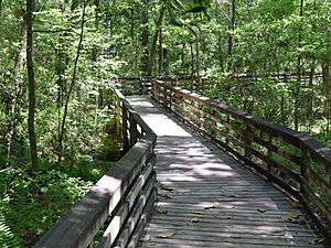 Weeks bay interpretive trail