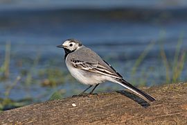 White wagtail female first summer