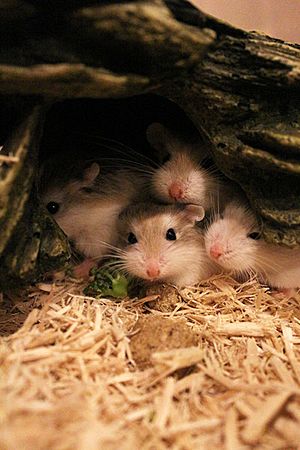Young Roborovski hamsters in captivity