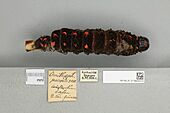 013605511 Ornithoptera paradisea dorsal larva