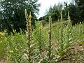 20120624Verbascum thapsus