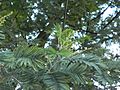 Acacia Dealbata Mimosa