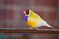 Adult male double factor yellow back Gouldian finch