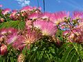 Albizia er 3