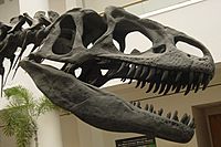 Allosaurus skull SDNHM.jpg