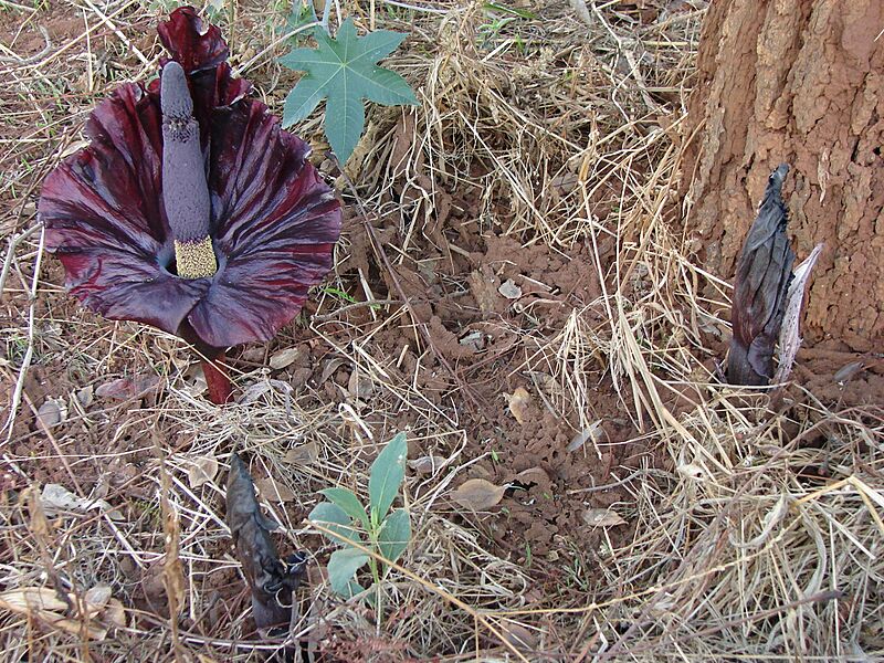 Amorphophallus mossambicensis