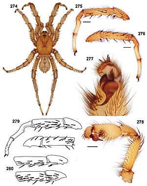 Aptostichus simus anatomy male