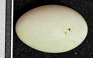 Ardea purpurea MWNH 0894
