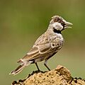 Ashy crowned sparrow lark