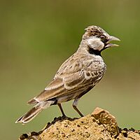 Ashy crowned sparrow lark