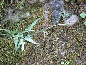 Asplenium rhizophyllum walking