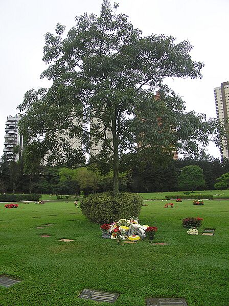 Ayrton Senna, Morumbi
