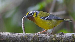 Black-eared Shrike Babbler Khangchendzonga national Park West Sikkim India 30.10.2015.jpg