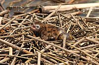 Black Tern chick with band and 2 eggmates, St. Clair Flats, 21 July 2014 (14710858471)