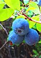 Blueberries in Eastern Siberia