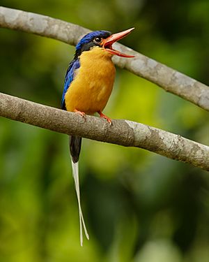 Buff-breasted Paradise-Kingfisher - Julatten.jpg