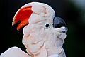 Cacatua moluccensis - closeup of head