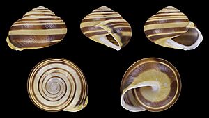 Cepaea hortensis - Shell 35