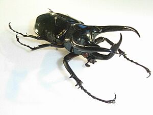 Chalcosomaatlas3