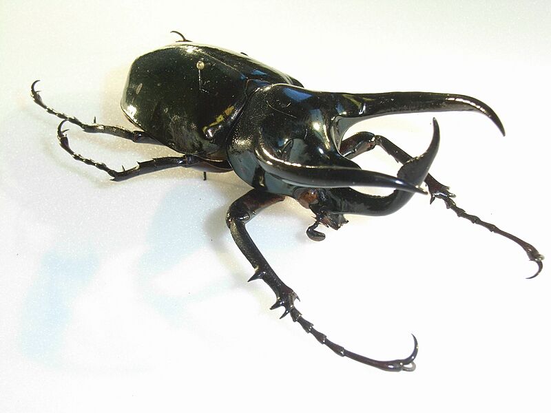 Chalcosomaatlas3