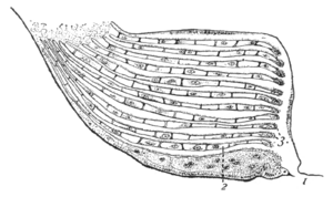 Comstock-book-lungs