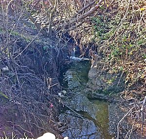 Concretization of Matadero Creek accelerates flows, causing severe channel incision now threatening Page Mill Road above I280 Jan 2011