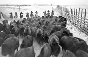 Corraling buffalo in Wainwright Buffalo Park (20752653102)